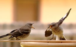 feature_Bird_Argument.jpg