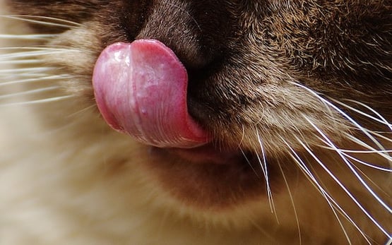 feature_cat_tongue