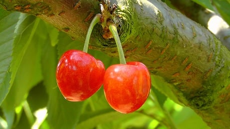 feature_cherries