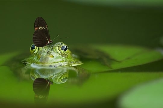 What Is Commensalism? Definition and Examples What Is Commensalism? Definition and Examples