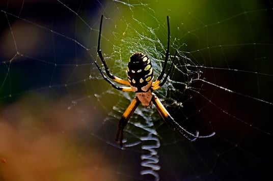 5 Excellent Reasons Not To Fear The Garden Spider