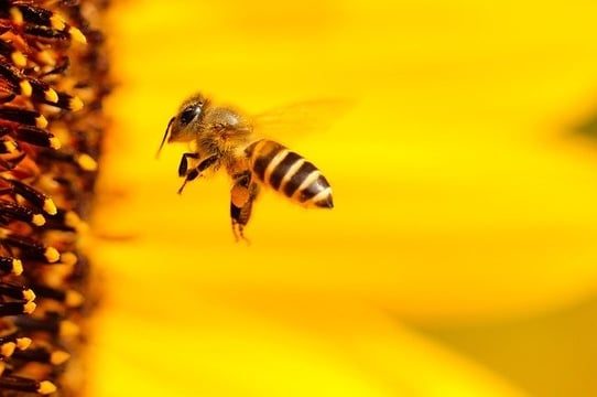 feature_honeybee
