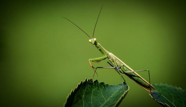 feature_mantis