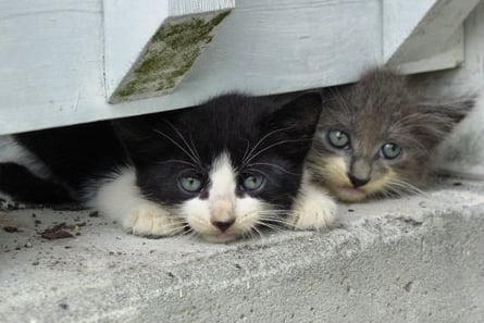 feature_pairedcatsages.jpg feature_pairedcatsages.jpg