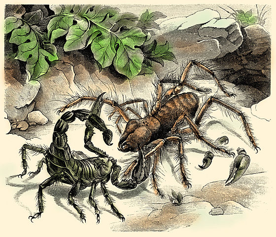 4 Popular Camel Spider Myths and the Truth Behind Them