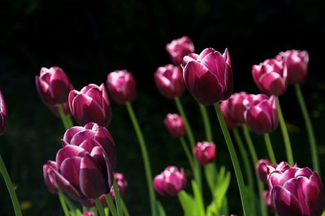 feature_tulips.jpg