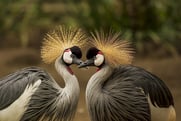 grey-crowned-crane-540657_640.jpg