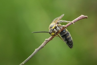 insect-1122488_640.jpg