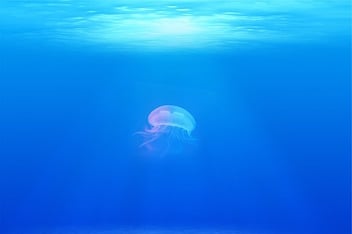 jellyfish-698521_640.jpg