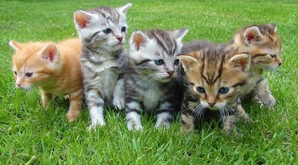 kittens-555822_640-1.jpg