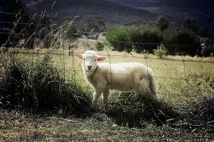 lamb-451982_640.jpg lamb-451982_640.jpg