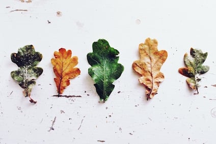 leaves-970188_640.jpg leaves-970188_640.jpg