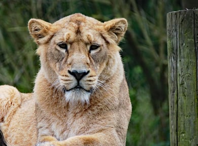 lioness-1582931_1920.jpg