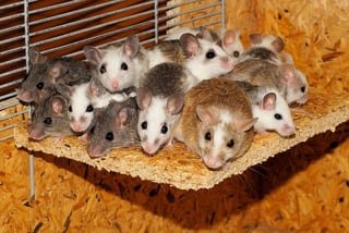 uc essay prompt guide mice-800875_640.jpg