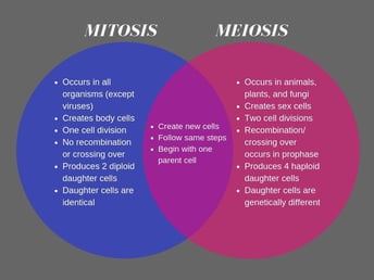 10 Key Differences Between Mitosis and Meiosis · PrepScholar