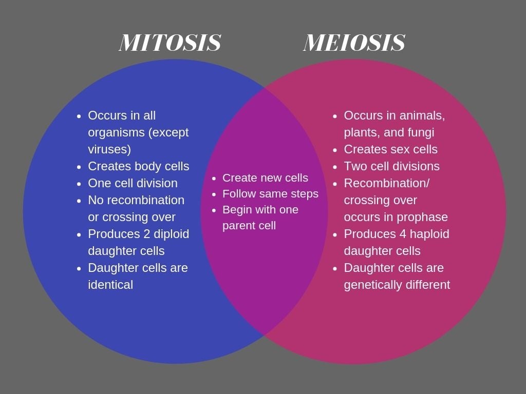 Below is a mitosis and meiosis Venn Diagram that summarizes all the key mit...