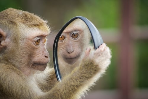 what's the hardest part of writing an essay monkey