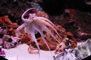 octopus-259740_640.jpg