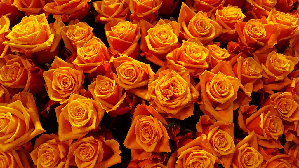 11 Rose Color Meanings To Help You Pick The Perfect Bouquet 5512