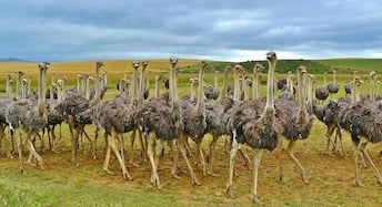 ostriches-838976_1280.jpg ostriches-838976_1280.jpg
