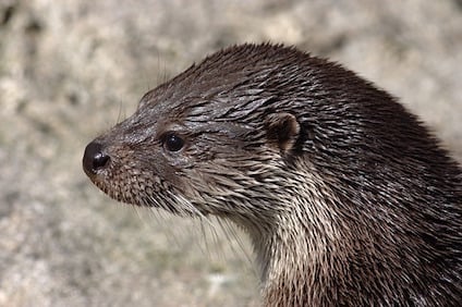 otter-1042063_640-1.jpg otter-1042063_640-1.jpg