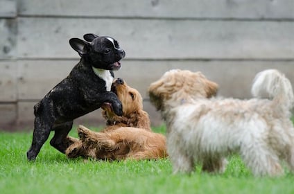 playing-puppies-790638_640.jpg playing-puppies-790638_640.jpg