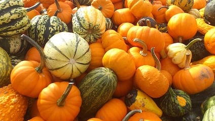 pumpkin-179527_640.jpg