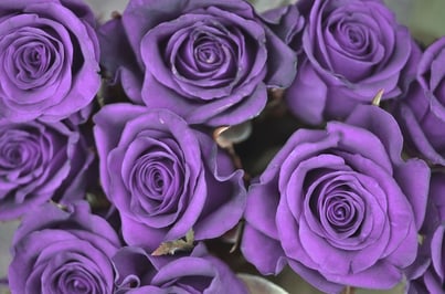 11 rose color meanings