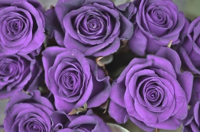 purplerose.jpg