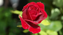 красная роза.jpg