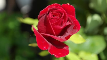a red red rose meaning