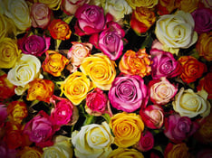 Какого цвета розы означают поздравления