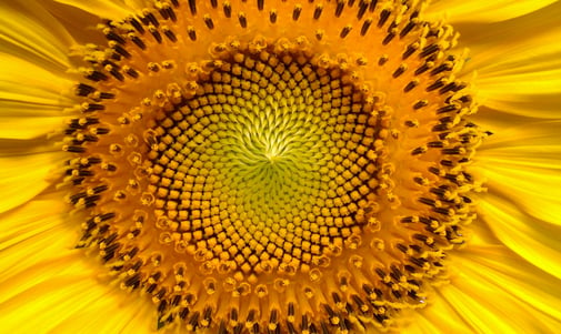sunflower-94187_1920