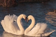 swans-2116649_640.jpg