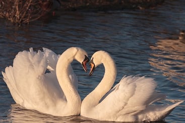 swans-2116649_640.jpg