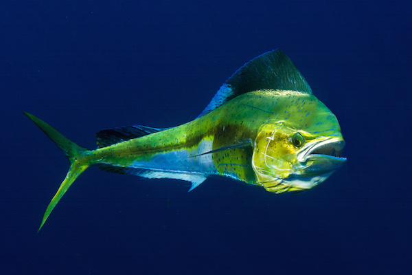 blue fin dolphin fish