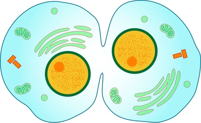 mitosis prophase metaphase anaphase telophase