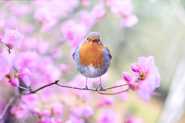 beautiful-bloom-blossom-414181