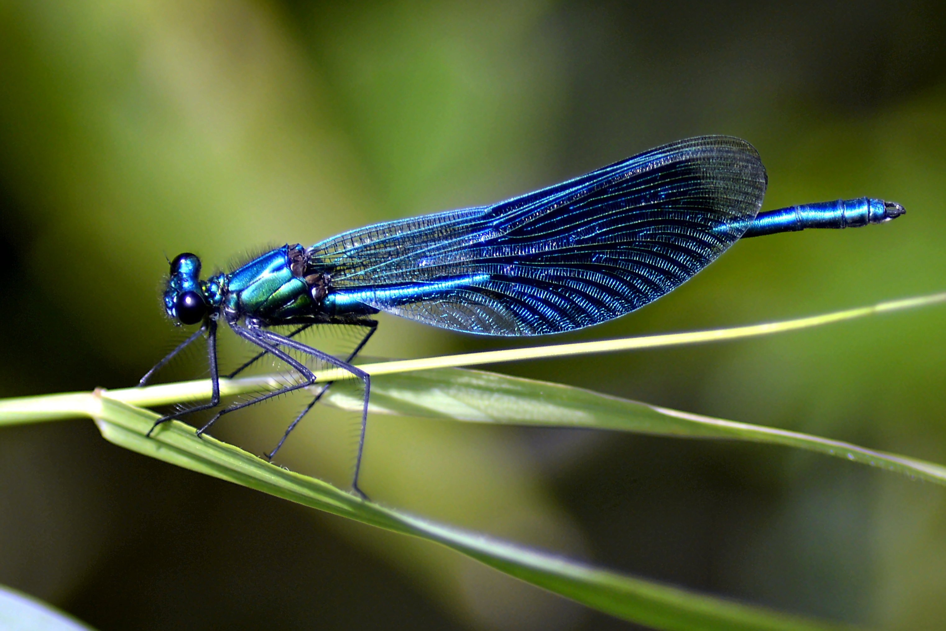 blue insect