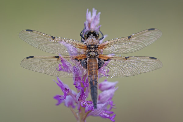 what-does-the-dragonfly-symbolize-unpacking-dragonfly-meaning