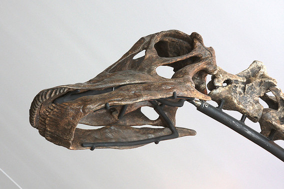 body_brontosaurusisitsownspecies