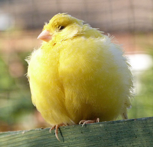 body_fluffyyellowbird.jpg