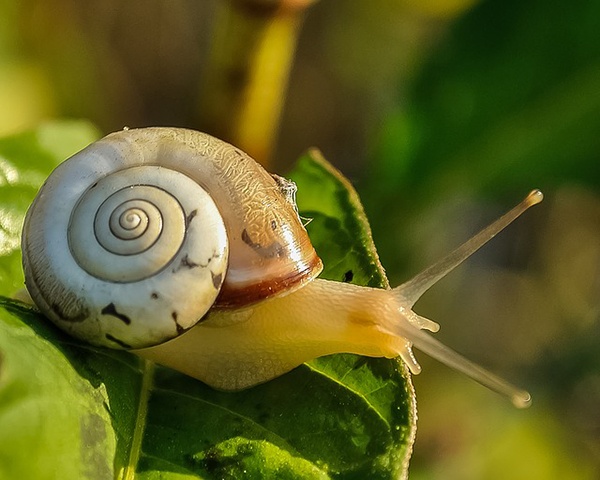 body_snail-1.jpg