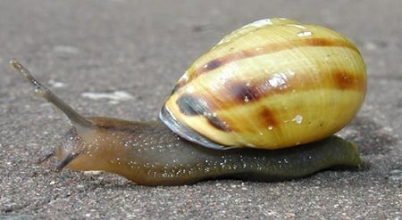body_snail