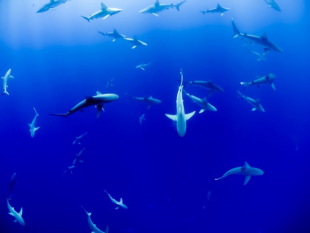 The 8 Different Types Of Sharks Explained   Feature School Of Sharks #keepProtocol