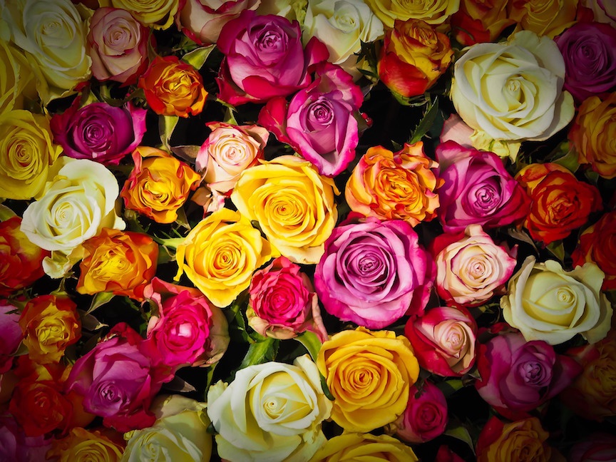 Rose Color Meanings List: Yellow, Red, Pink, White and More