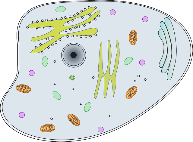 How Does the Cell Membrane Function?